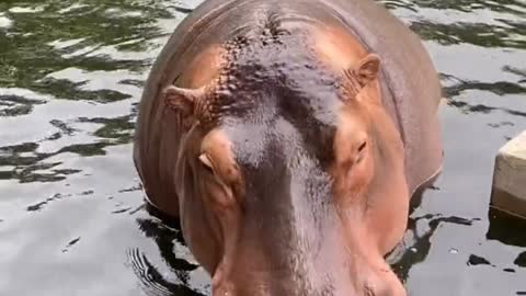 Hippos eat watermelon too hard