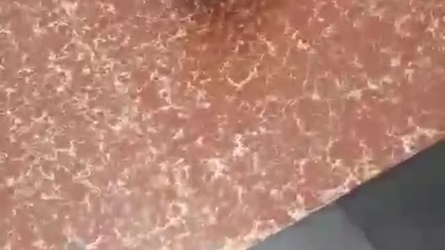 Welsh Corgi Climbing the stairs