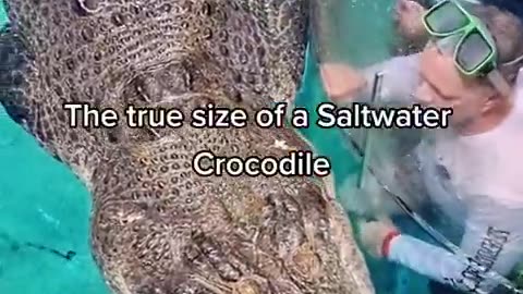 The true size of a Saltwater Crocodile🤯