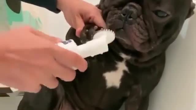 The best way for you doing 🐶🐶🐶🐶🐶🐶
