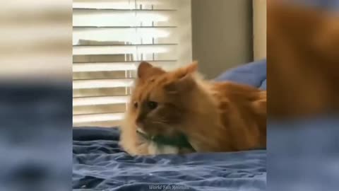 Funny cat