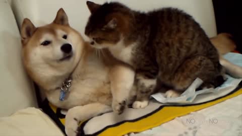 Very funny cats and dogs