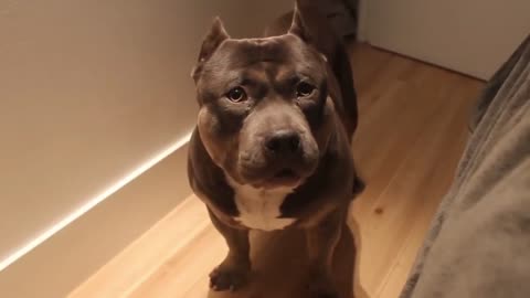 CUTE TALKING PITBULL SAYS YES TO THE OWNER