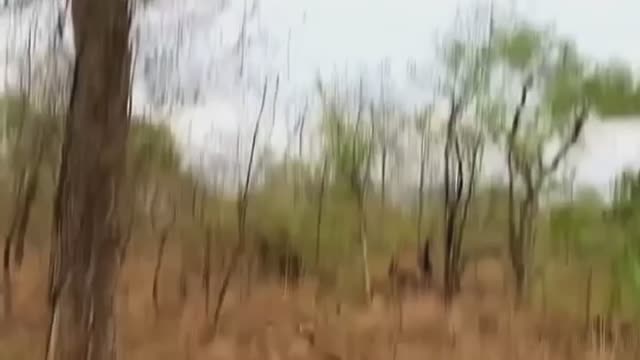 A dead deer falls on top of a leopard😯😯😯😯😯😯😯😯😯