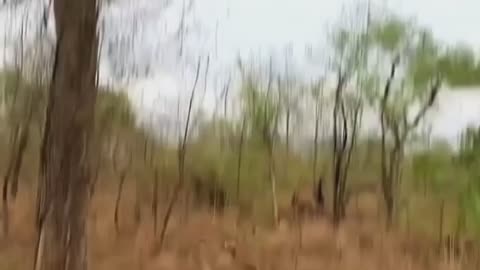 A dead deer falls on top of a leopard😯😯😯😯😯😯😯😯😯