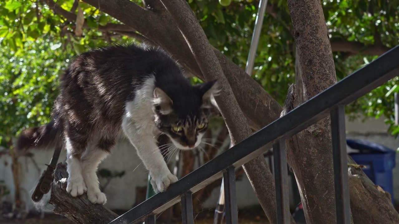 Adorable Antics of Cute Cats!