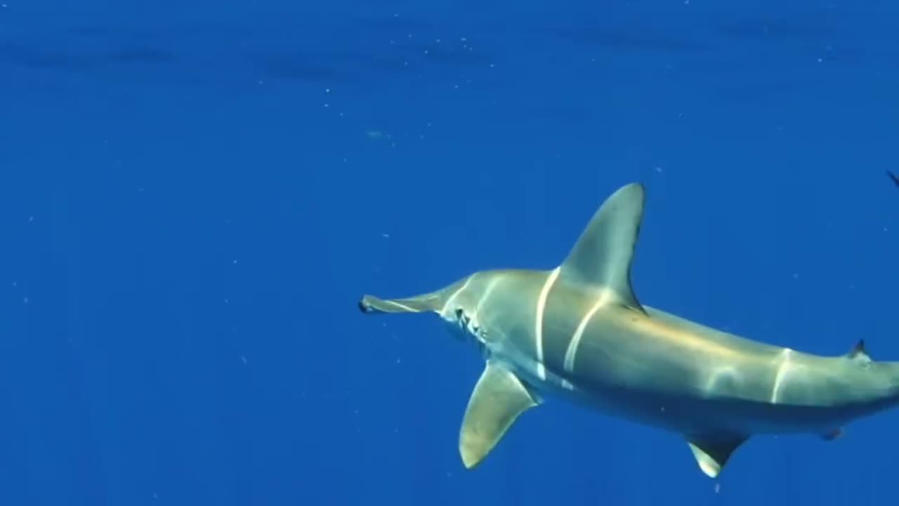Wildlife