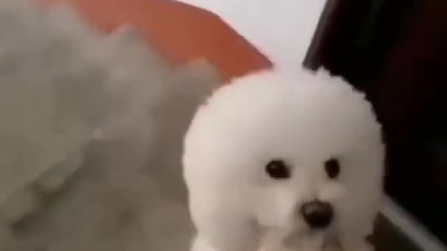 Naughty dogs