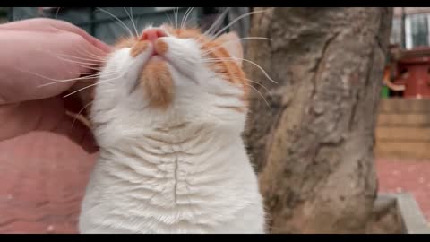 Relaxing Cats 005a