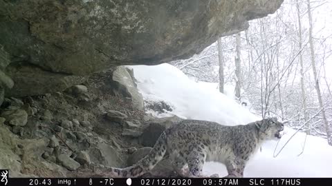 🐯🐅🐆Así es como suena un joven leopardo 🐅🐆