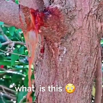 Please don't cut trees 🔥🔥