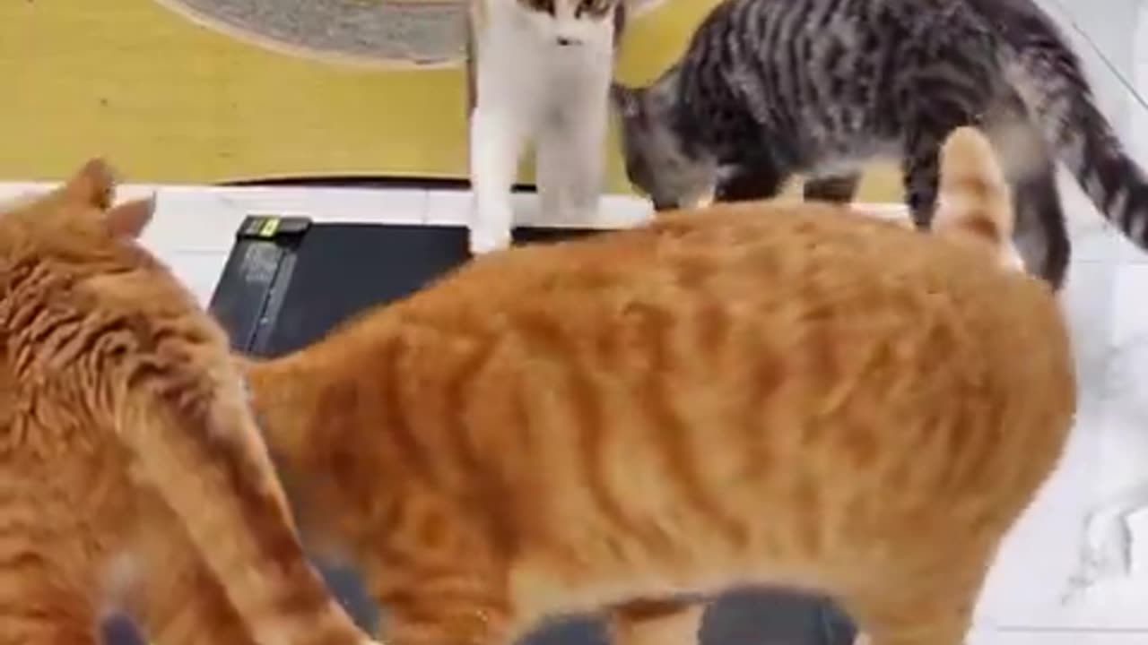 Cats trying out a running machine