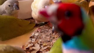 Gouldian Finch Birds