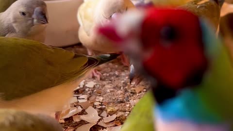 Gouldian Finch Birds