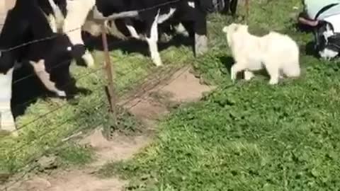 Samoyed Puppy Adorably Befriends Herd Of Cows