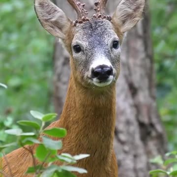 Ever heard a Dear? 🤪