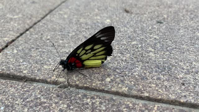 Butterfly take a rest