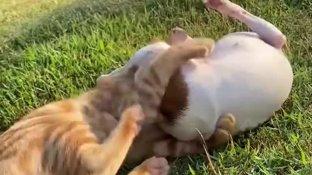 Two Siblings Fighting | Funny cats | Fighting Animals