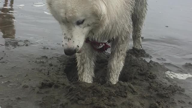 Husky's first time at the beach