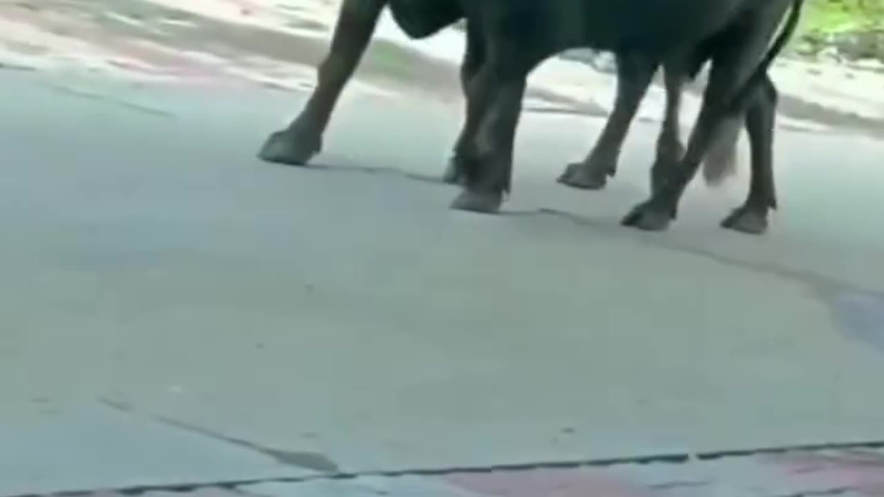 King doggy