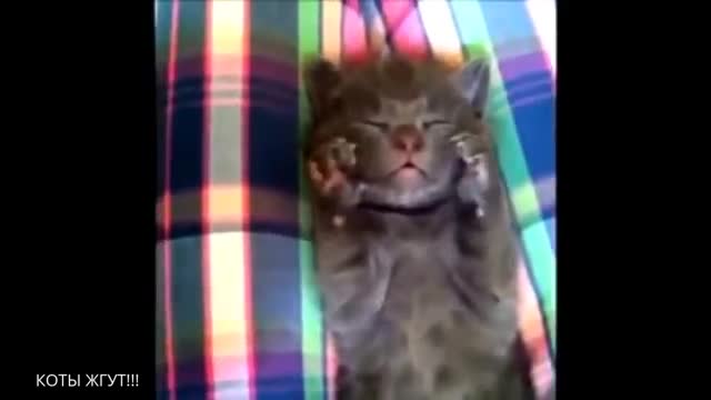 CATS BURNING !!!
