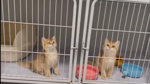 It's another day these kittens want to escape from prison