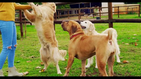 Beautiful woman playing with her dogs