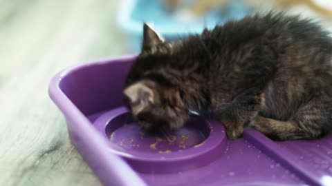 Funniest Cats and Dogs 🐱🐶 Cute Kitten | World of CAts