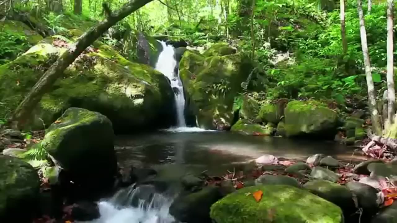 Attractive nature and soothing music