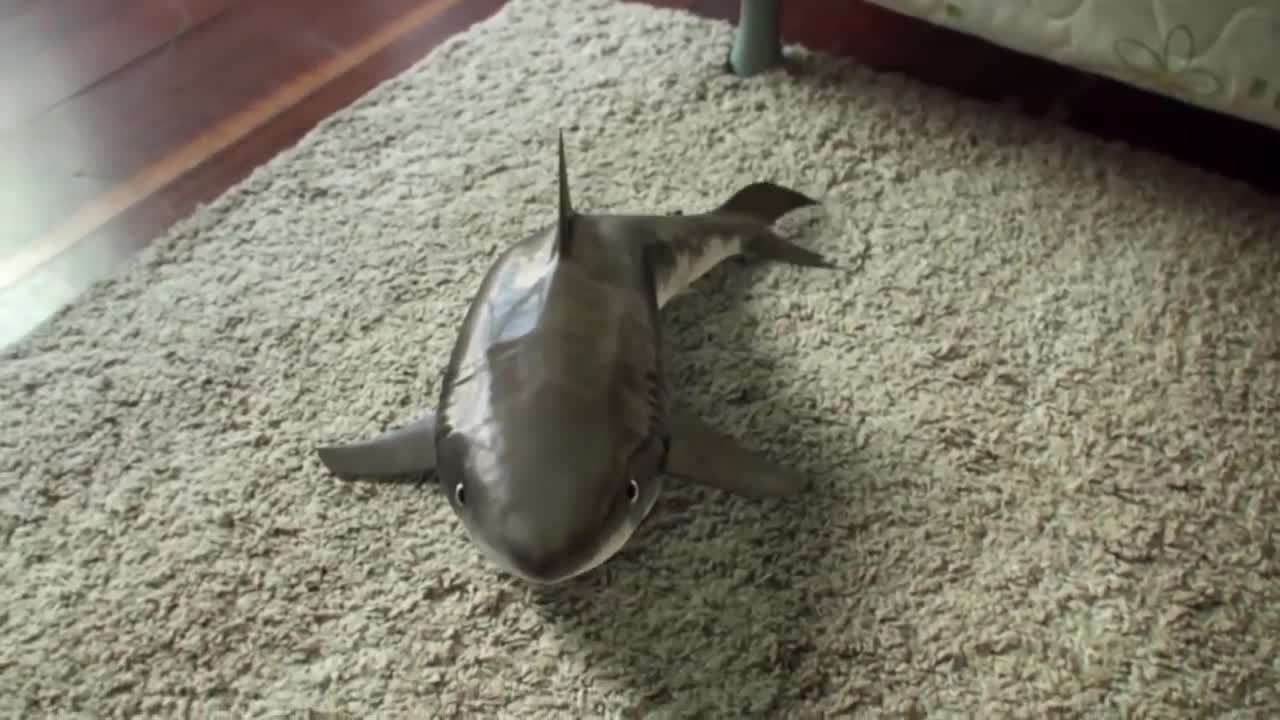 Cutest Baby Shark EVER!