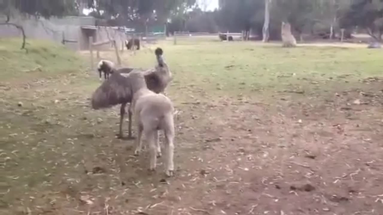 Emu & Sheep Fighting