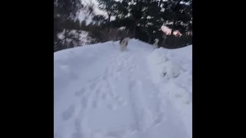 Fastest Land Animal!