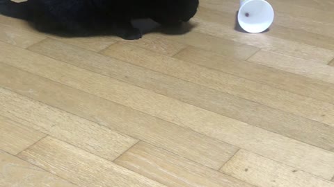 Black cat playing snack games