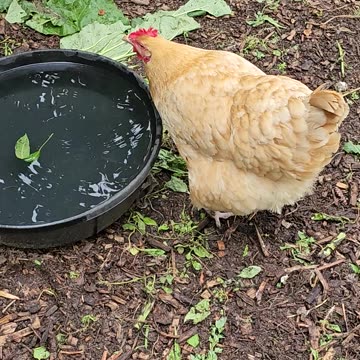 OMC! Love watching chickens drink - SO CUTE! #adorable #chickens #orpington #shorts #drinkingwater