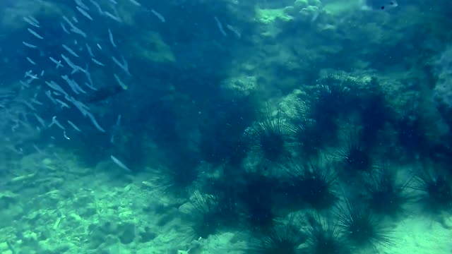 Scuba diver captures close-up on the ocean floor