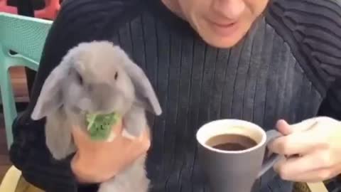 Coelho tomando café da manhã