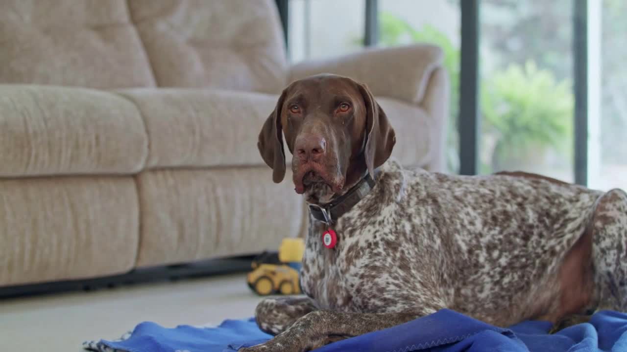 german pointer dog sitting inside a house