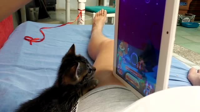 gato jugando con la Tablet