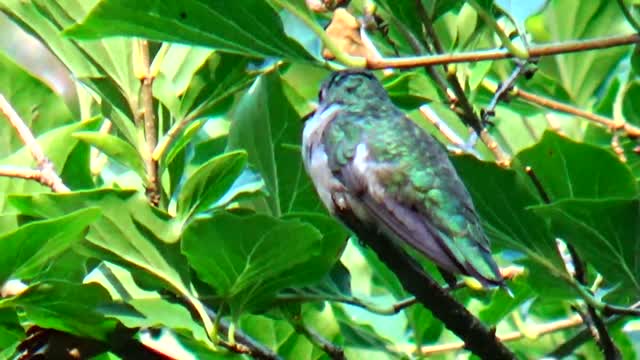 Hummingbird