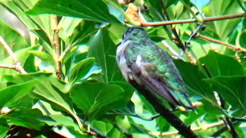 Hummingbird