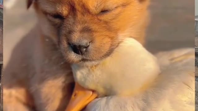 Cute Puppy