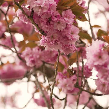 A View of Cherry Blossoms flowers