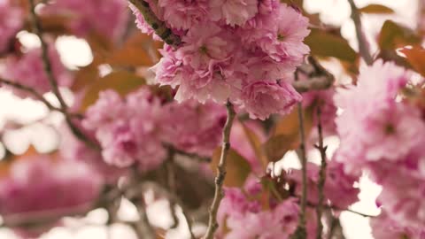 A View of Cherry Blossoms flowers