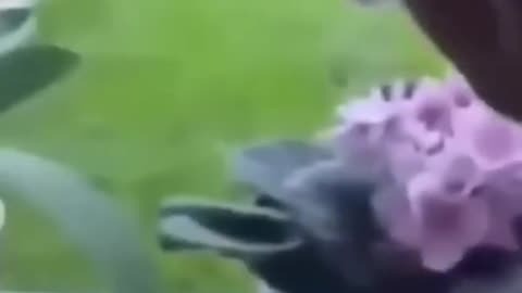 funny animal videos #cat #catlover #doglover #birds HlwFannyAnimal