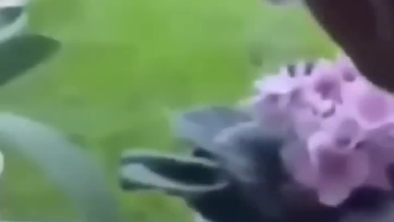 funny animal videos #cat #catlover #doglover #birds HlwFannyAnimal
