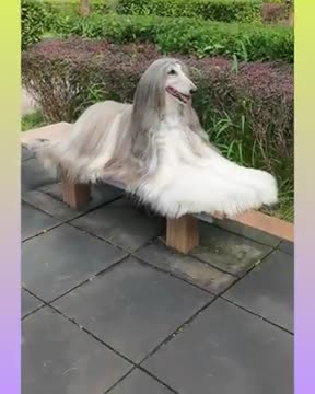 Cute and Funny Dog Videos Compilation,_dog2__dog2_ _- short