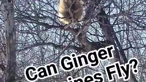 Ginger Porcupines!!