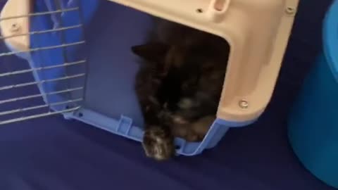 Cat Ready Going to Vet