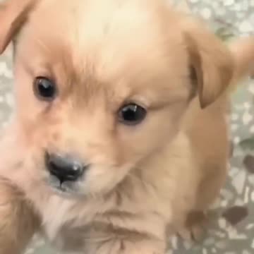 Baby dog#cute puppy barking#4kviral#shorts