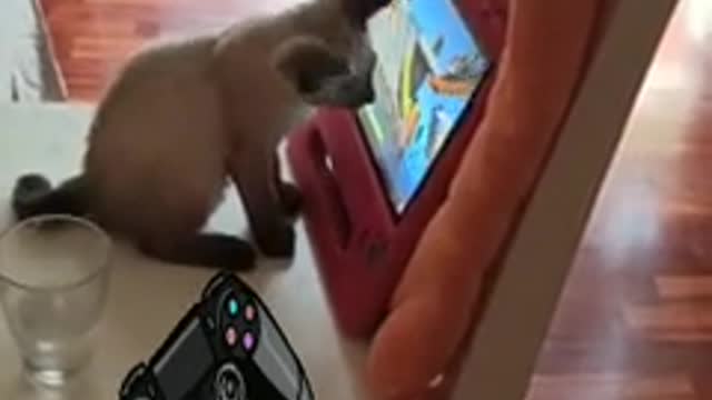 Funny Cat "Coupon" plays animal game trying to catch fish on a tablet